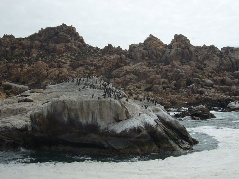 Sea lion colony